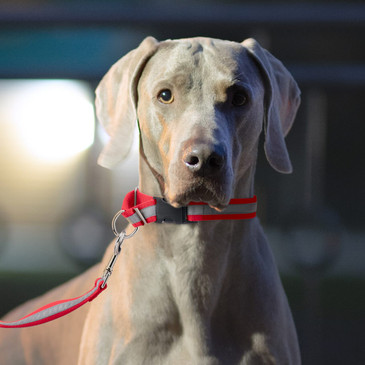 Dog wearing a reflective webbing martingale dog collar at night